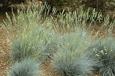 Des images de diff�rentes plantes